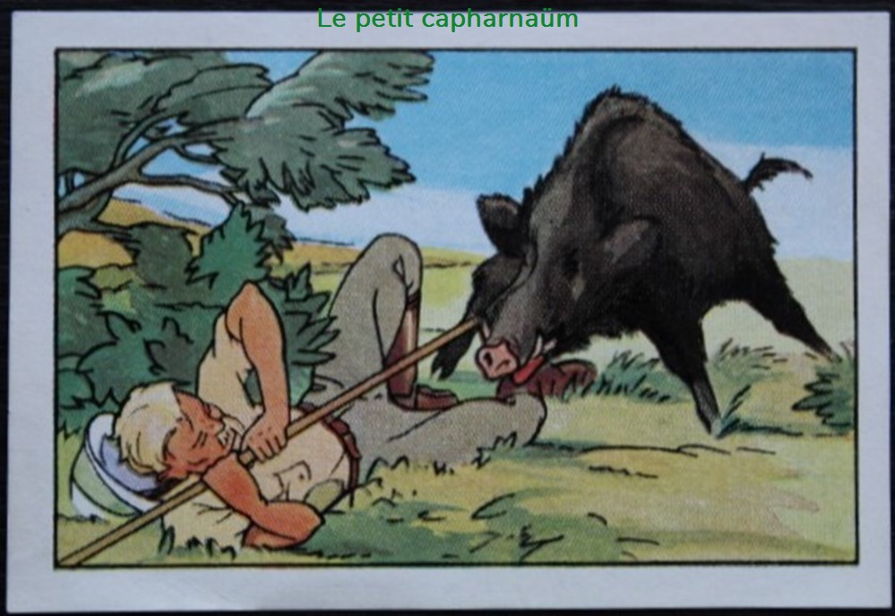 Image / Chromo - La vie fière et joyeuse des scouts - IV-08 - Le sanglier était sur moi documents anciens chromos images alimentaires image chromo la vie fiere et joyeuse des scouts iv 08 le sanglier etait sur moi