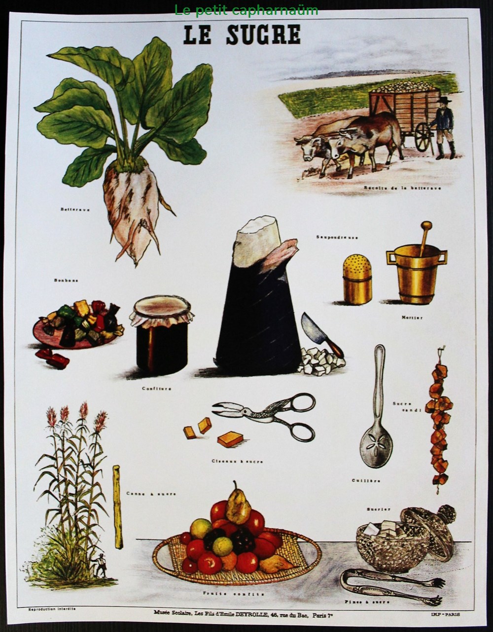 Planche Documentation scolaire - Le sucre - "Les fils d'Emile Deyrolle" documents anciens chromos images planche documentation scolaire le sucre les fils emile deyrolle