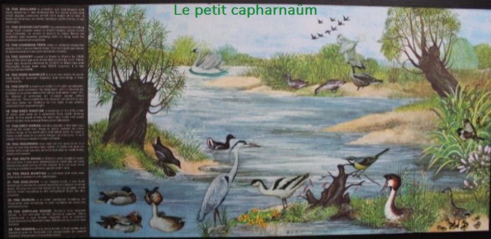 Décorama - Letraset Action Transfers - Birds / River and estuary divers decorations magnets autocollants decalcomanies decorama letraset action transfers birds river and estuary