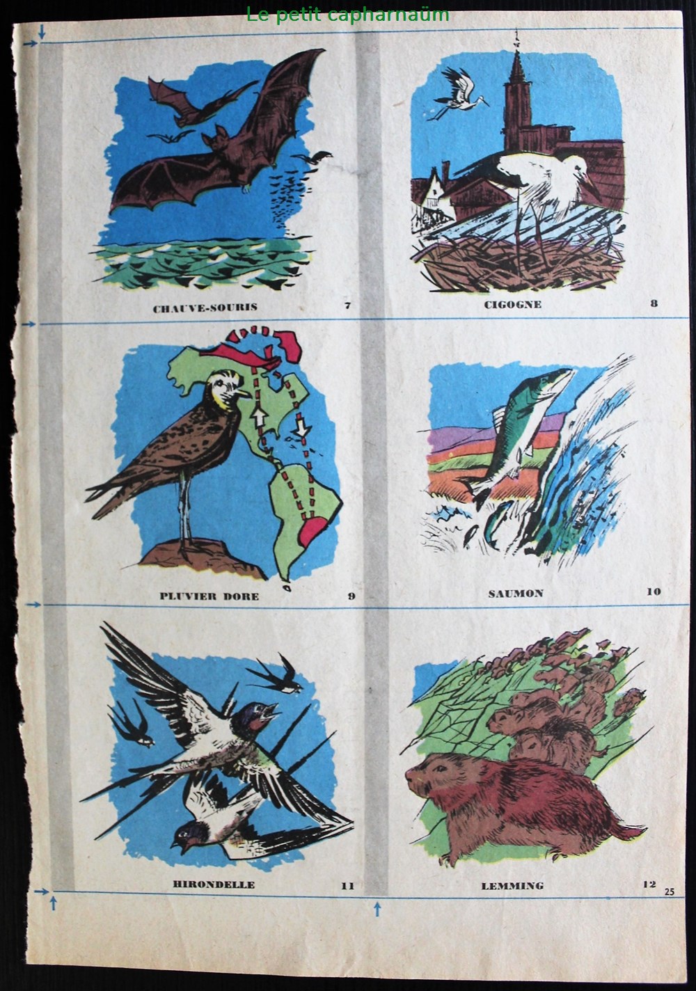documents anciens chromos planches images les animaux migrateurs