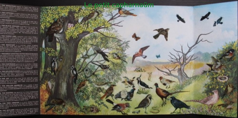 Décorama - Letraset Action Transfers - Birds / Heath and woodland divers decorations magnets autocollants decalcomanies decorama letraset action transfers birds heath and woodland