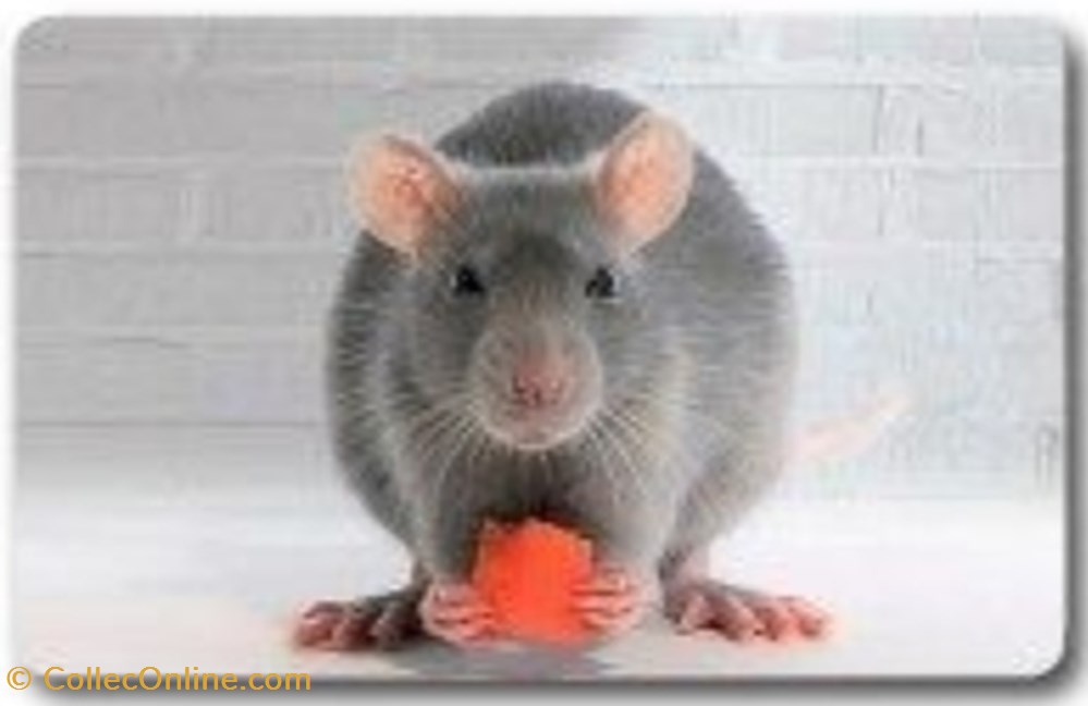 Animaux Cora 2014 - Carte Holographique - 21 - Rat jeux jouets jeu de collectionner animaux cora 2014 carte holographique 21 rat