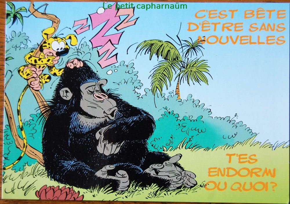 CPM - Marsupilami - CP N°51 Toucan cartes postales bande dessinee cpm marsupilami cp n 51 toucan