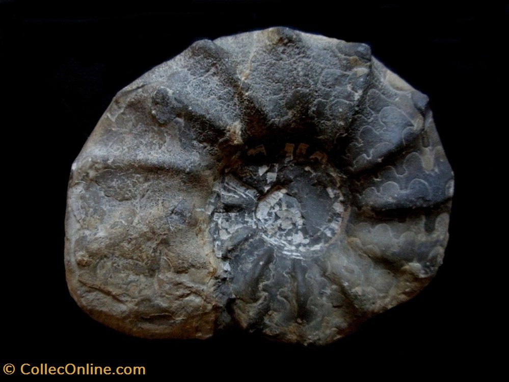 concha y fosile invertebrado ceratites evolutus