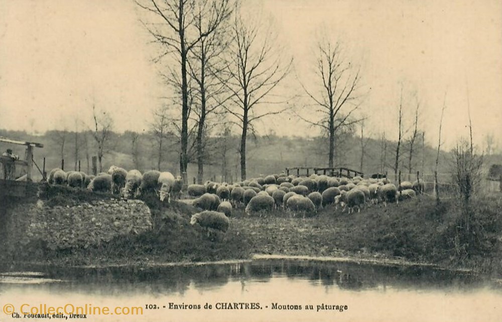 cartes postales europe france moutons au paturage