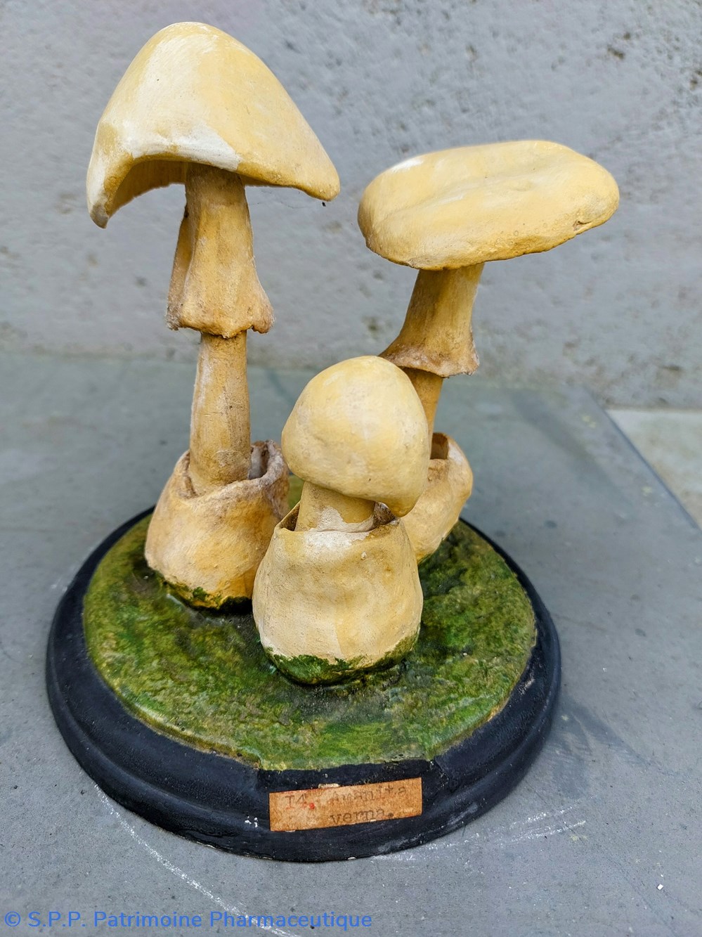 science pharmacie amanita verna