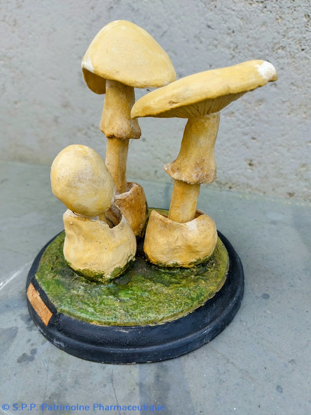 science pharmacie amanita verna