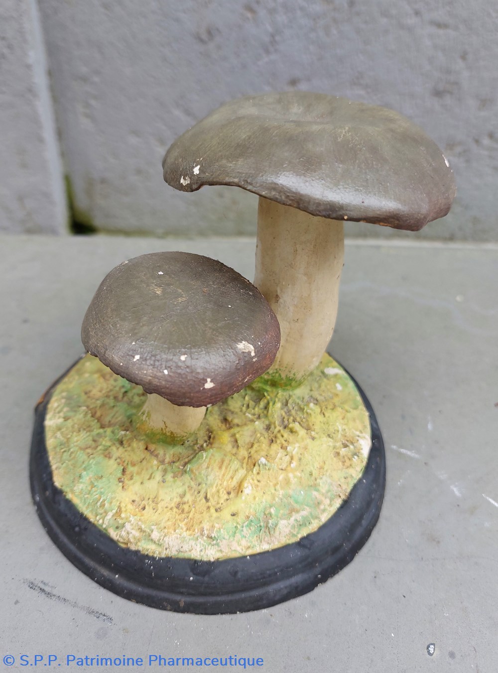 RUSSULA Cyanoxantha 3 coquillages fossiles russula cyanoxantha