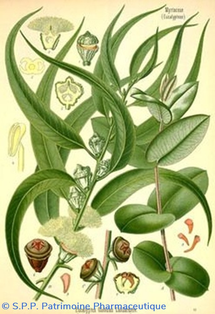 Flacon en verre Herboristerie très grand modèle Pharmacie RAVASSE 4 science flacon en verre herboristerie tres grand modele pharmacie ravasse