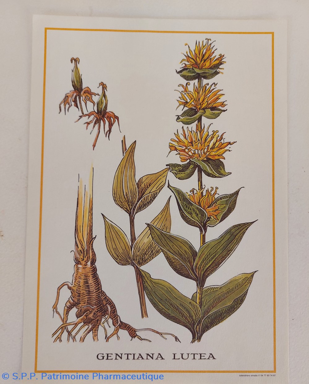 science pharmacie herbier gentiana lutea