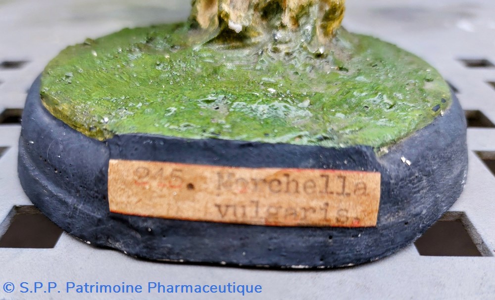 MORCHELLA Vulgaris 2 coquillages fossiles morchella vulgaris