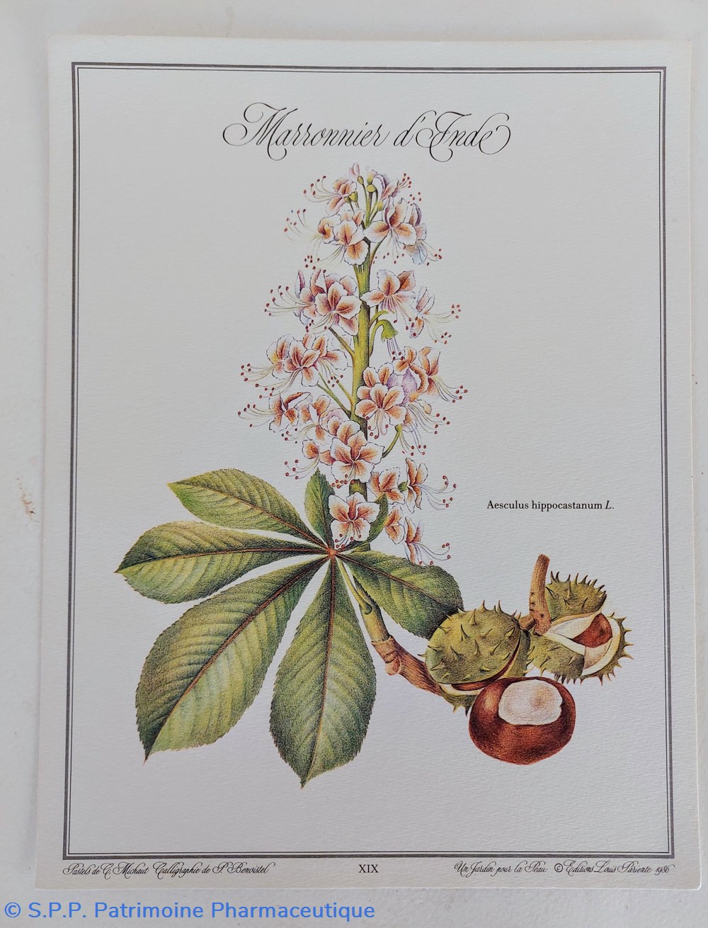 science pharmacie herbier marronnier inde