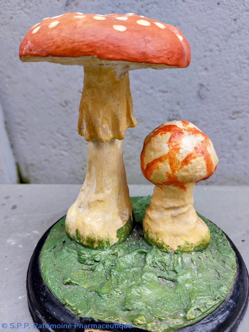 AMANITA Muscaria 3 coquillages fossiles amanita muscaria
