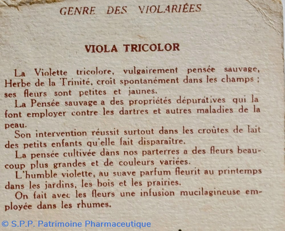 Le VIGOGENOL/ Image Viola tricolor 3 science pharmacie le vigogenol image viola tricolor