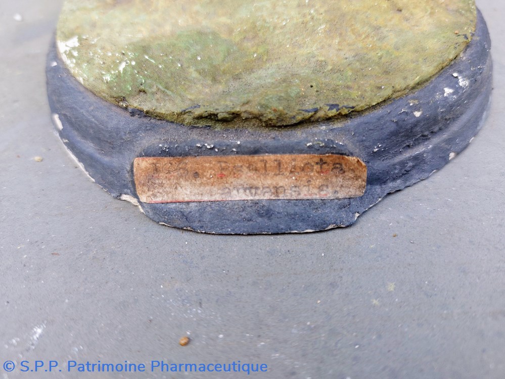 science pharmacie psalliotta campestris