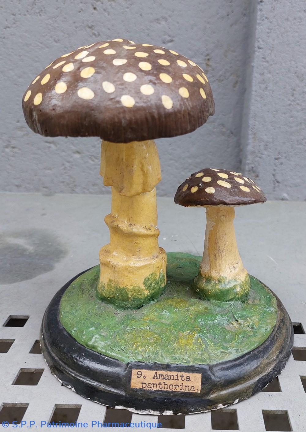 AMANITA Pantherina 2 coquillages fossiles amanita pantherina