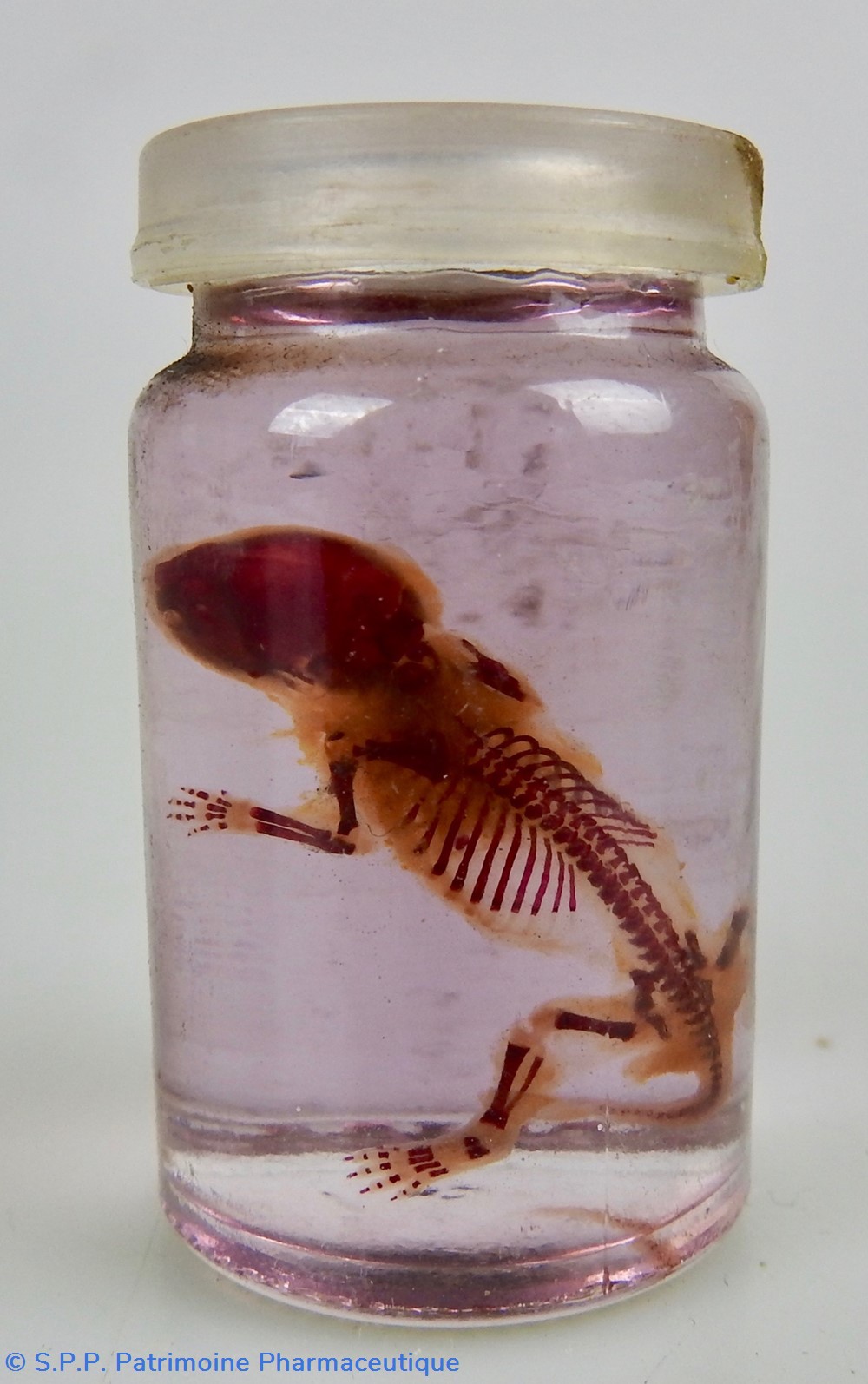 science pharmacie squelette embryon de souris