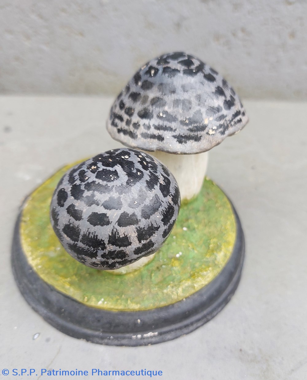 TRICHOLOMA Tigrinum 4 coquillages fossiles tricholoma tigrinum