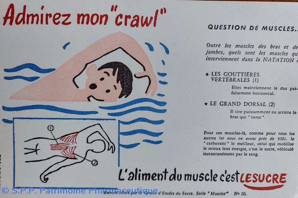 Le SUCRE Aliment du muscle - Série Muscles N° 10 ( Natation ) science pharmacie le sucre aliment du muscle serie muscles n 10 natation