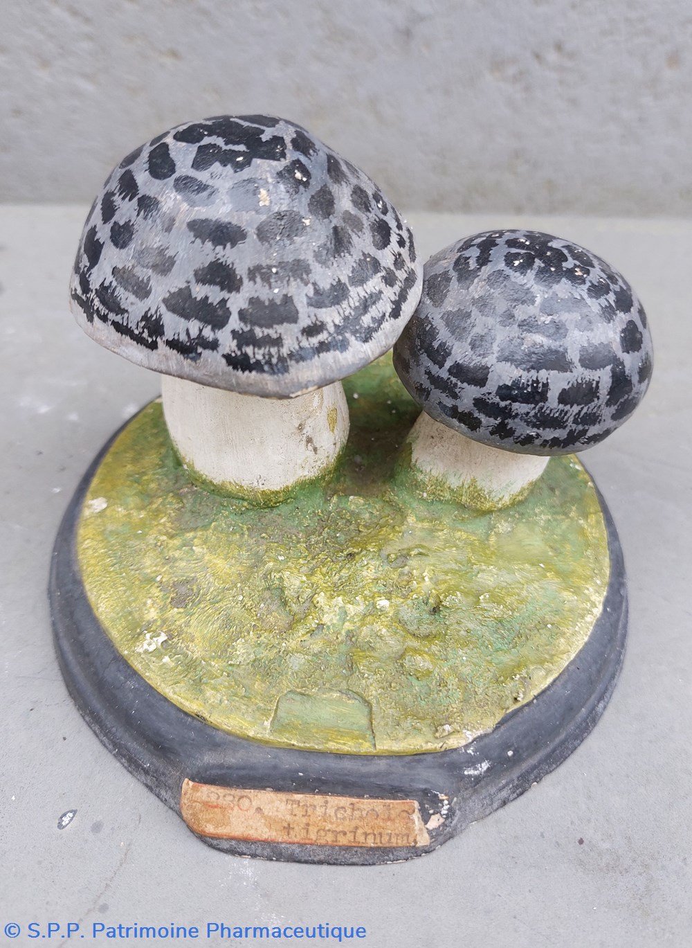 TRICHOLOMA Tigrinum coquillages fossiles tricholoma tigrinum