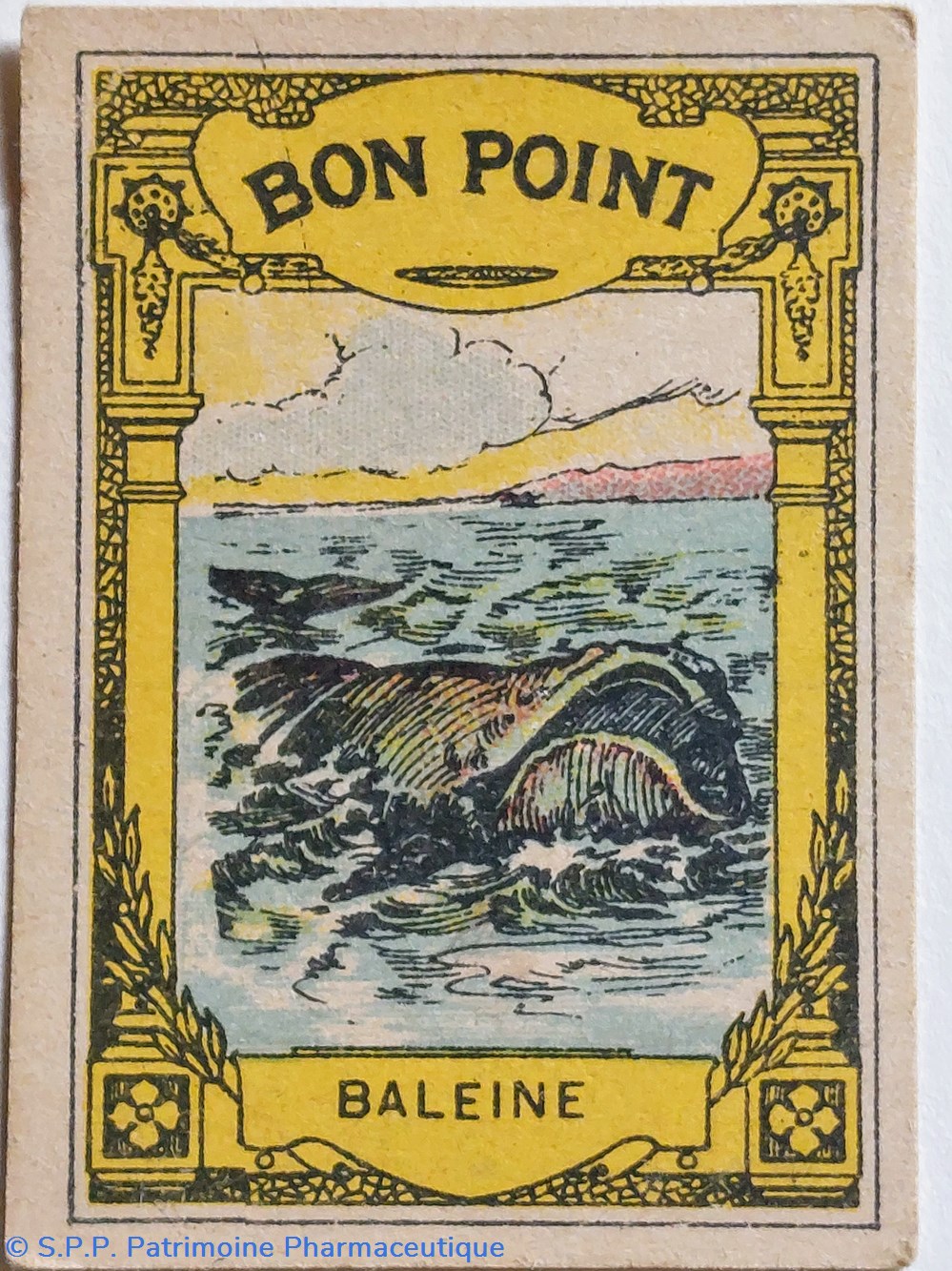 science pharmacie bon point jacquemaire la baleine et ses caracteristiques