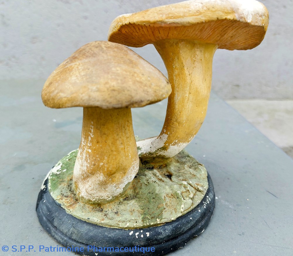 Entoloma Lividum 3 science pharmacie entoloma lividum