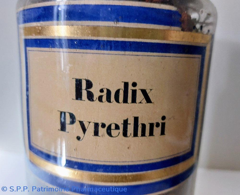 Flacon Herboristerie Radix Pyrethri 2 science pharmacie flacon herboristerie radix pyrethri