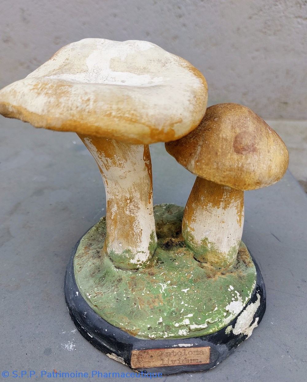 Entoloma Lividum science pharmacie entoloma lividum