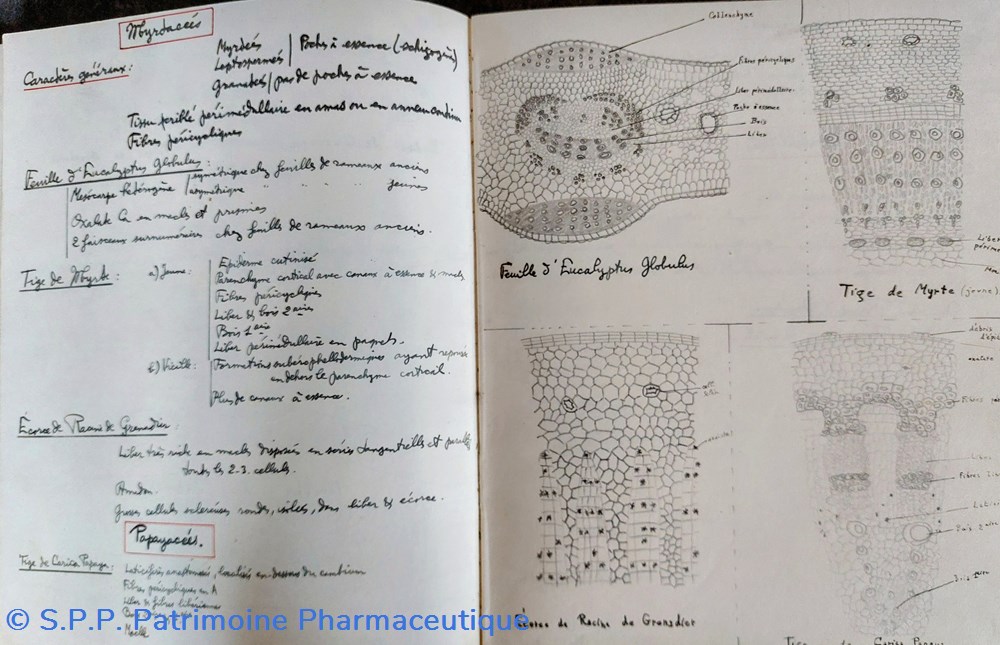 Cahier d'étudiant T. P. de micrographie 1940-41 4 documents anciens cahier etudiant t p de micrographie 1940 41