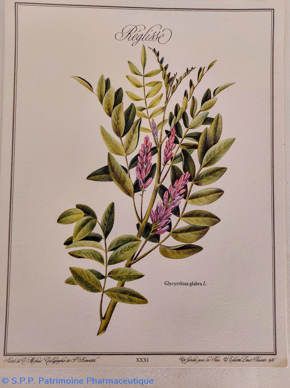 science pharmacie herbier reglisse