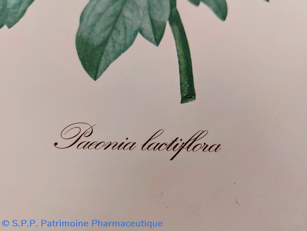 science pharmacie herbier paeonia lactiflora