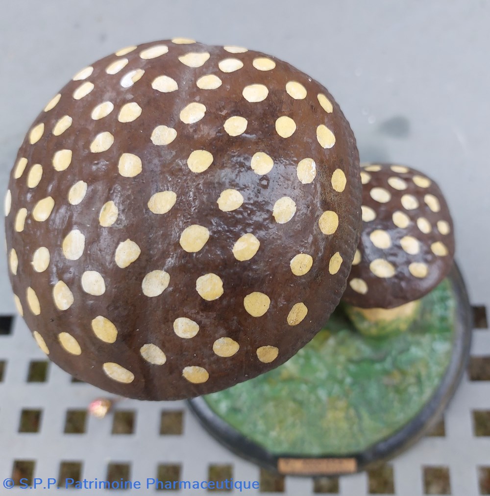 AMANITA Pantherina 4 coquillages fossiles amanita pantherina