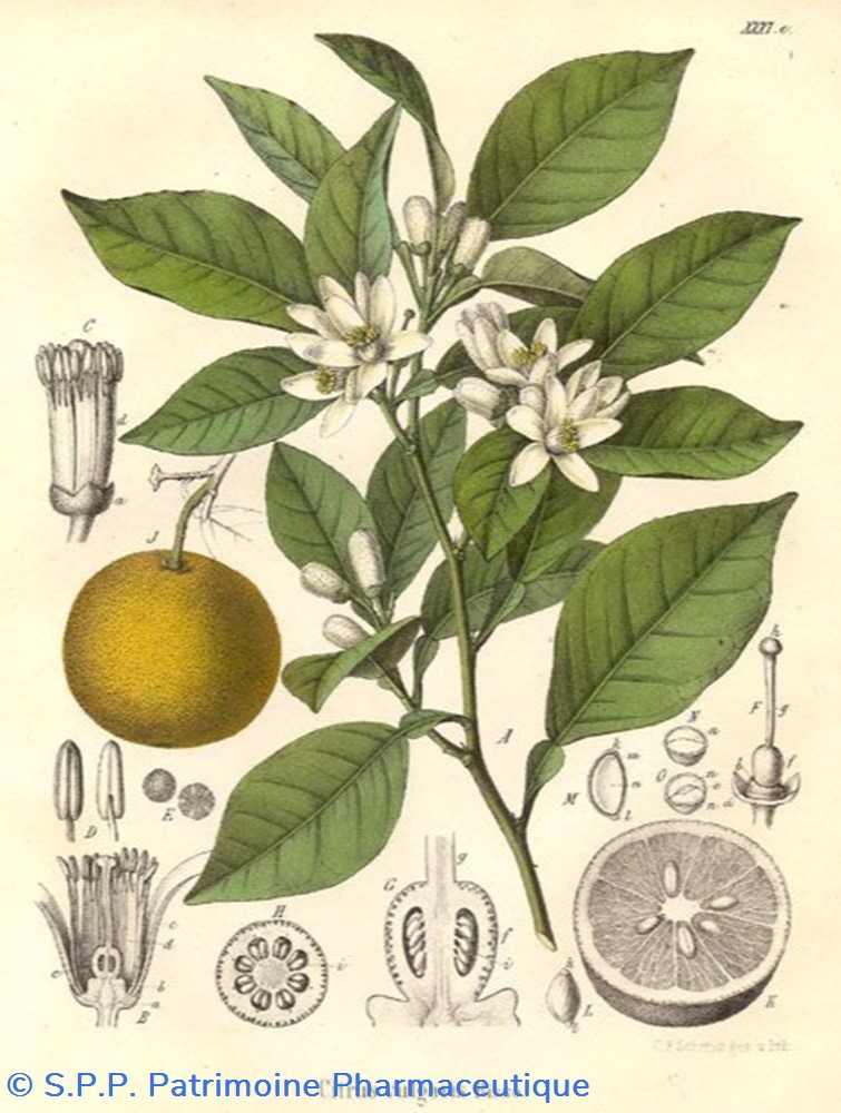 science flacon en verre herboristerie grand modele pharmacie ravasse