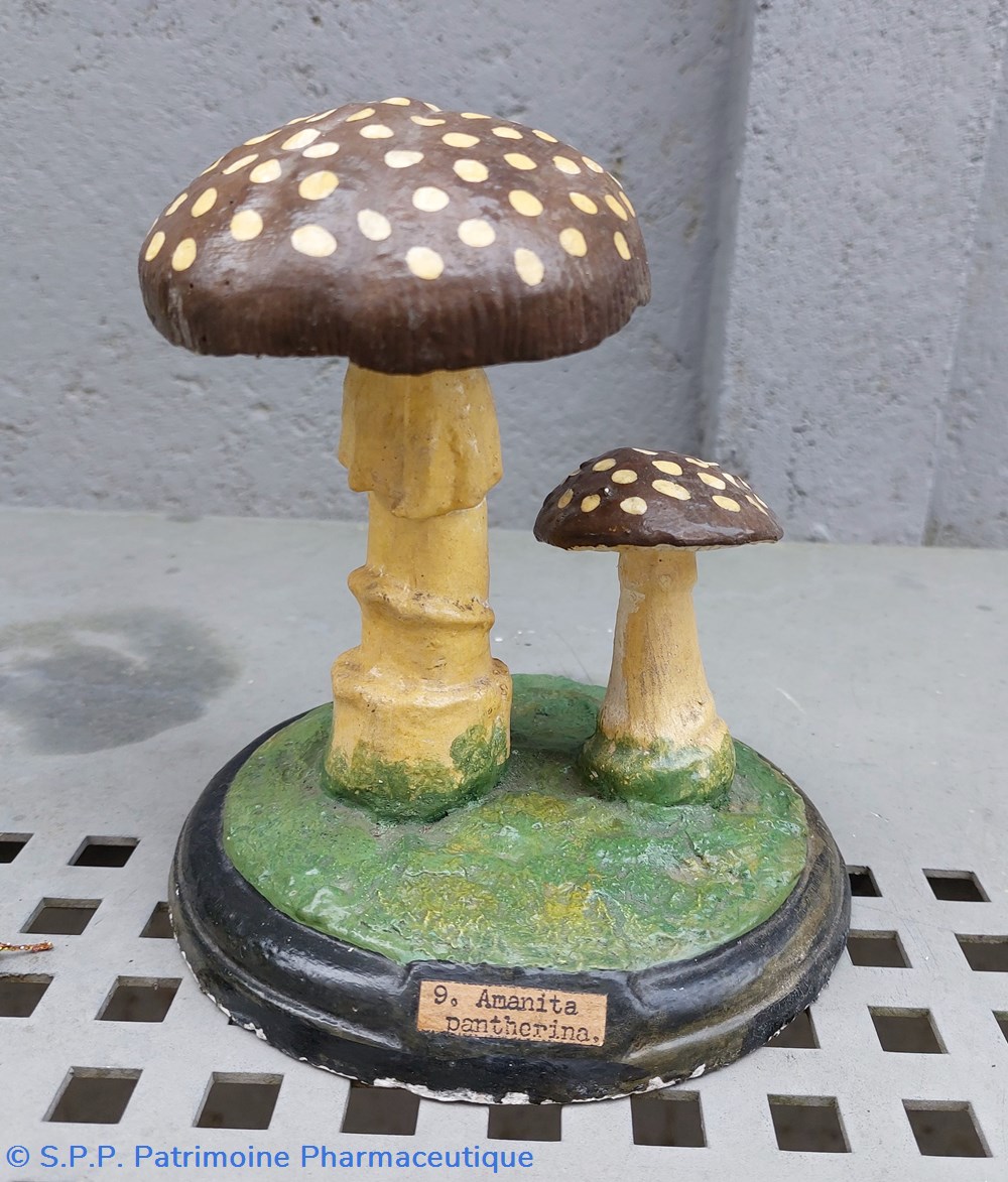 AMANITA Pantherina 3 coquillages fossiles amanita pantherina