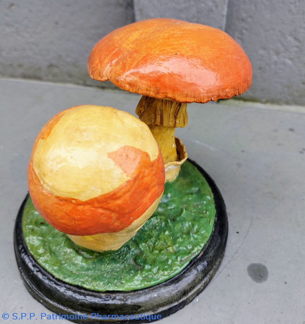 AMANITA caesarea 4 coquillages fossiles amanita caesarea