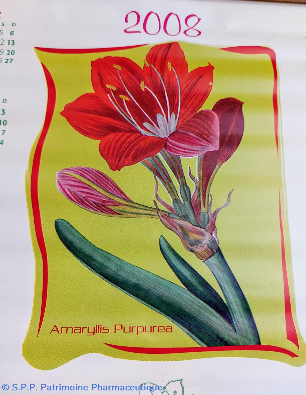 CALENDRIER 2008 _ Amaryllis 2 science pharmacie calendrier 2008 amaryllis