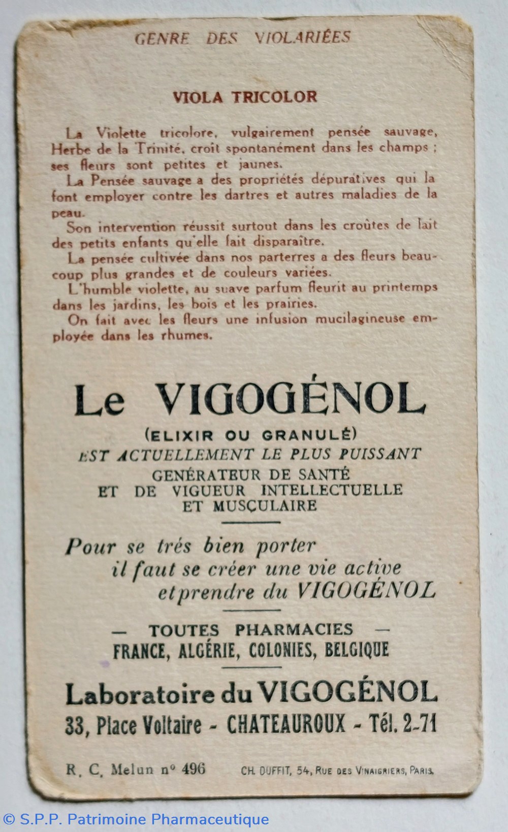 Le VIGOGENOL/ Image Viola tricolor 2 science pharmacie le vigogenol image viola tricolor
