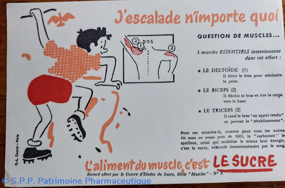 Le SUCRE Aliment du muscle - Série Muscles N° 8 ( Escalade ) 4 science pharmacie le sucre aliment du muscle serie muscles n 8 escalade