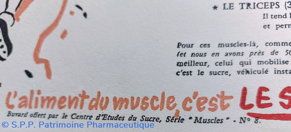 Le SUCRE Aliment du muscle - Série Muscles N° 8 ( Escalade ) 2 science pharmacie le sucre aliment du muscle serie muscles n 8 escalade