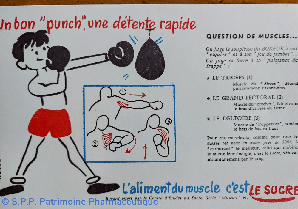 science pharmacie le sucre aliment du muscle serie muscles n 9 boxe