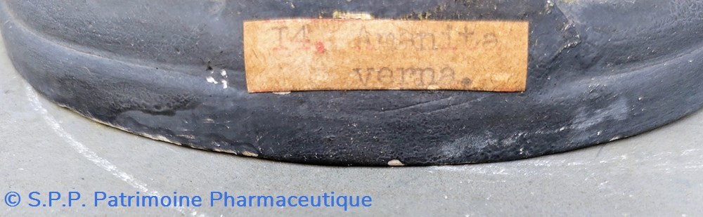 science pharmacie amanita verna