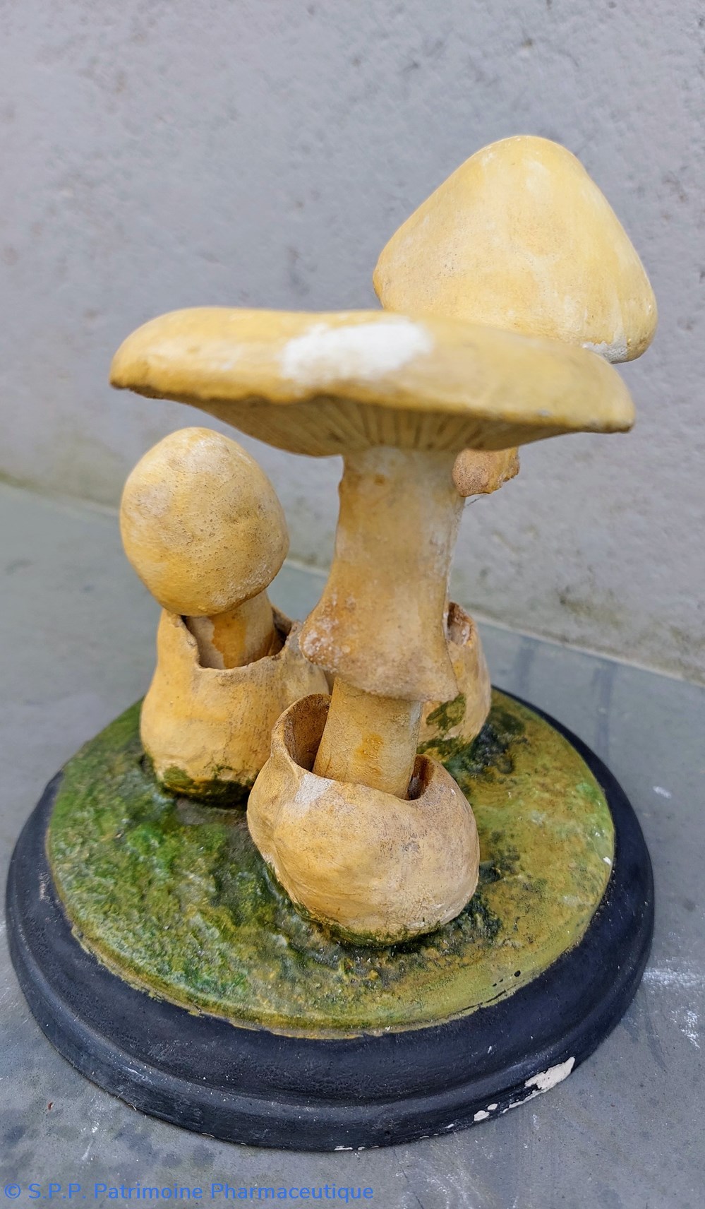 science pharmacie amanita verna