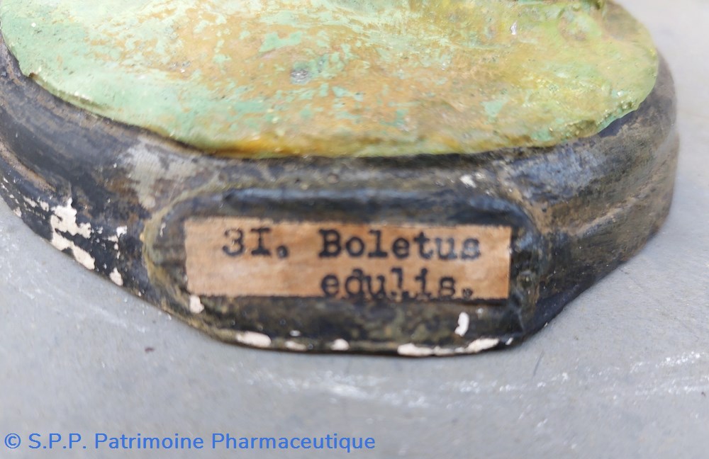 BOLETUS edulis 2 science pharmacie boletus edulis