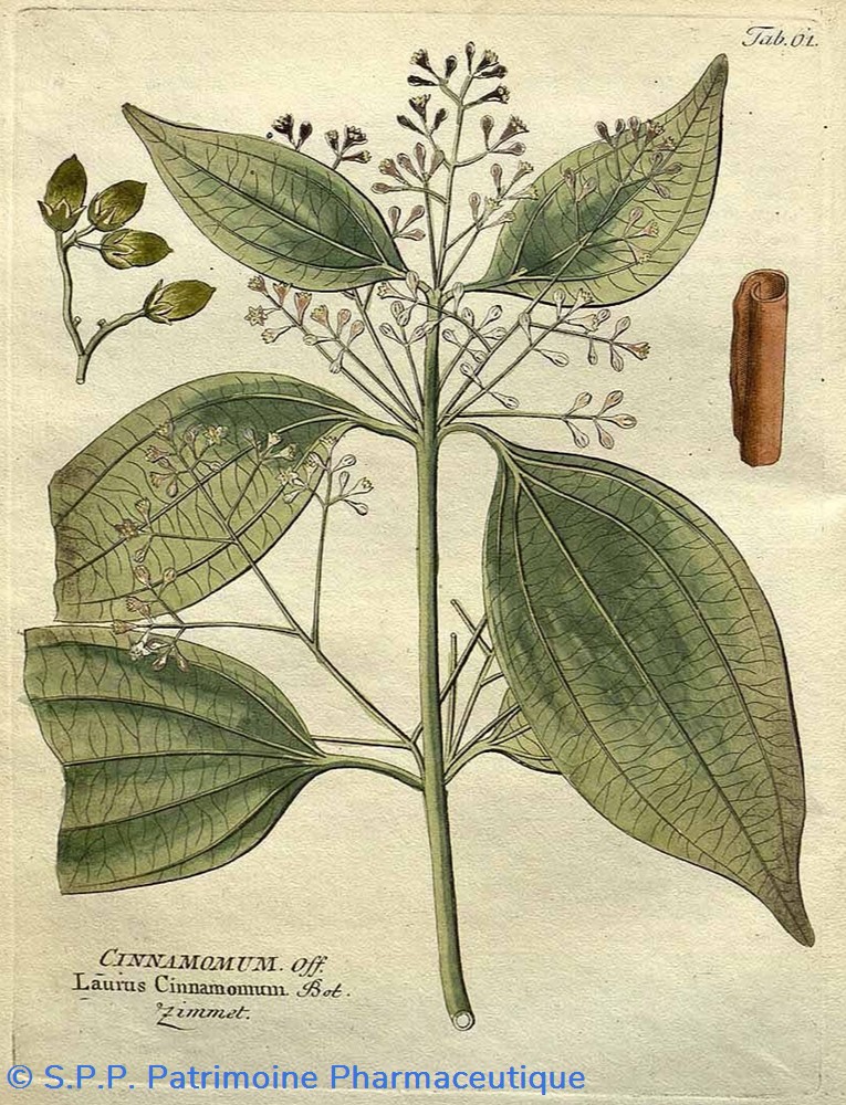 Flacon en verre Herboristerie grand modèle Pharmacie RAVASSE 4 science flacon en verre herboristerie grand modele pharmacie ravasse