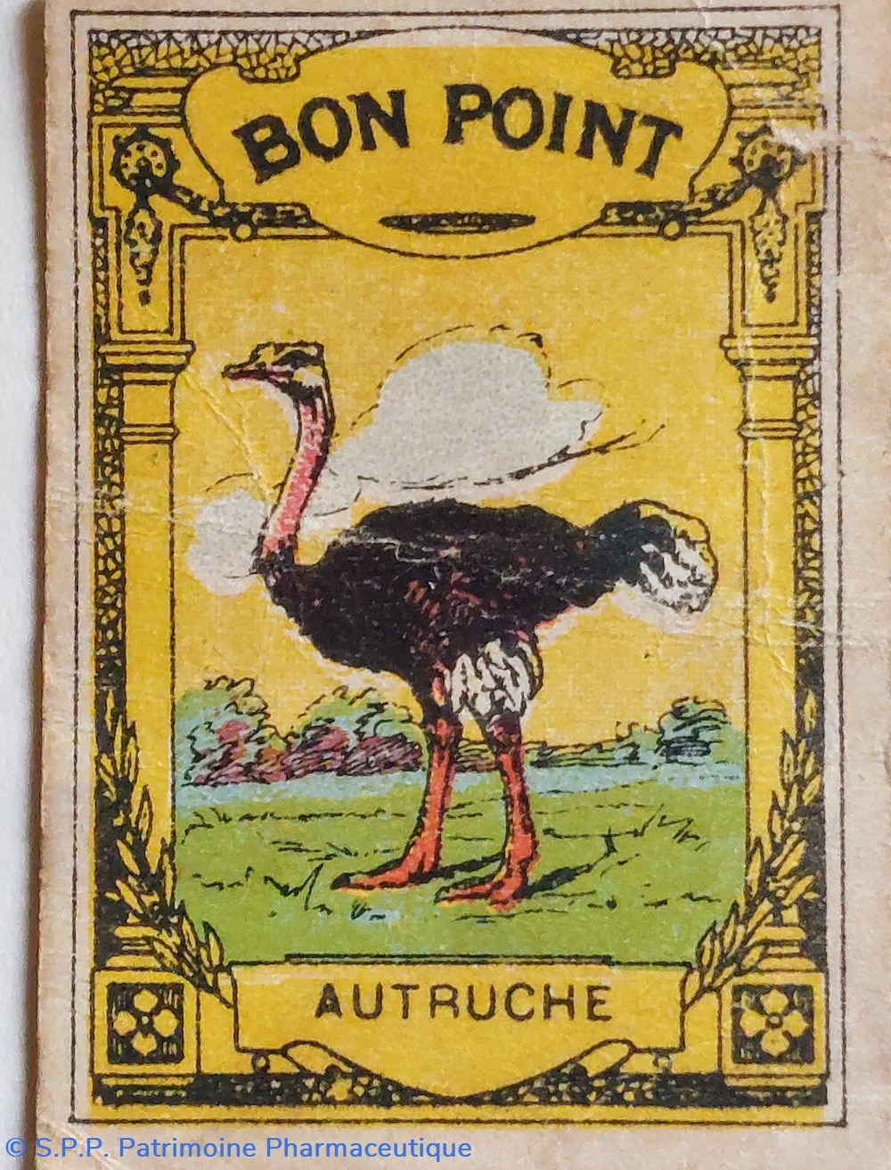 science pharmacie bon point jacquemaire autruche et ses caracteristiques