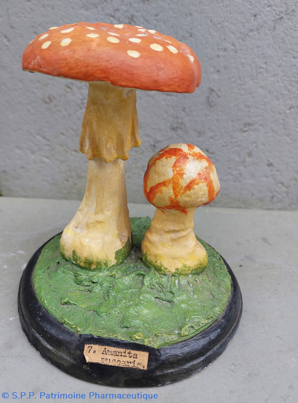 AMANITA Muscaria coquillages fossiles amanita muscaria