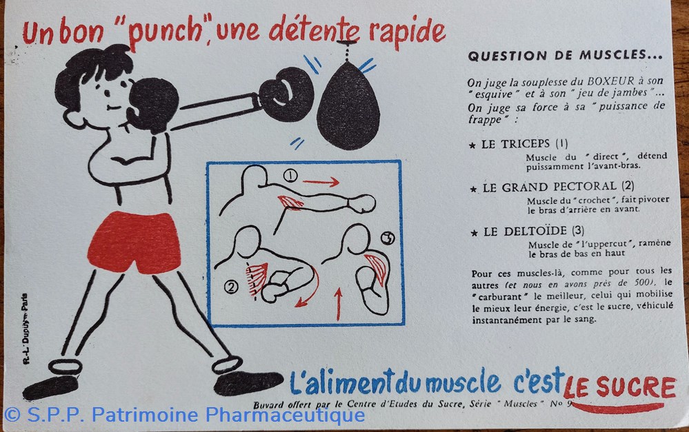 science pharmacie le sucre aliment du muscle serie muscles n 9 boxe