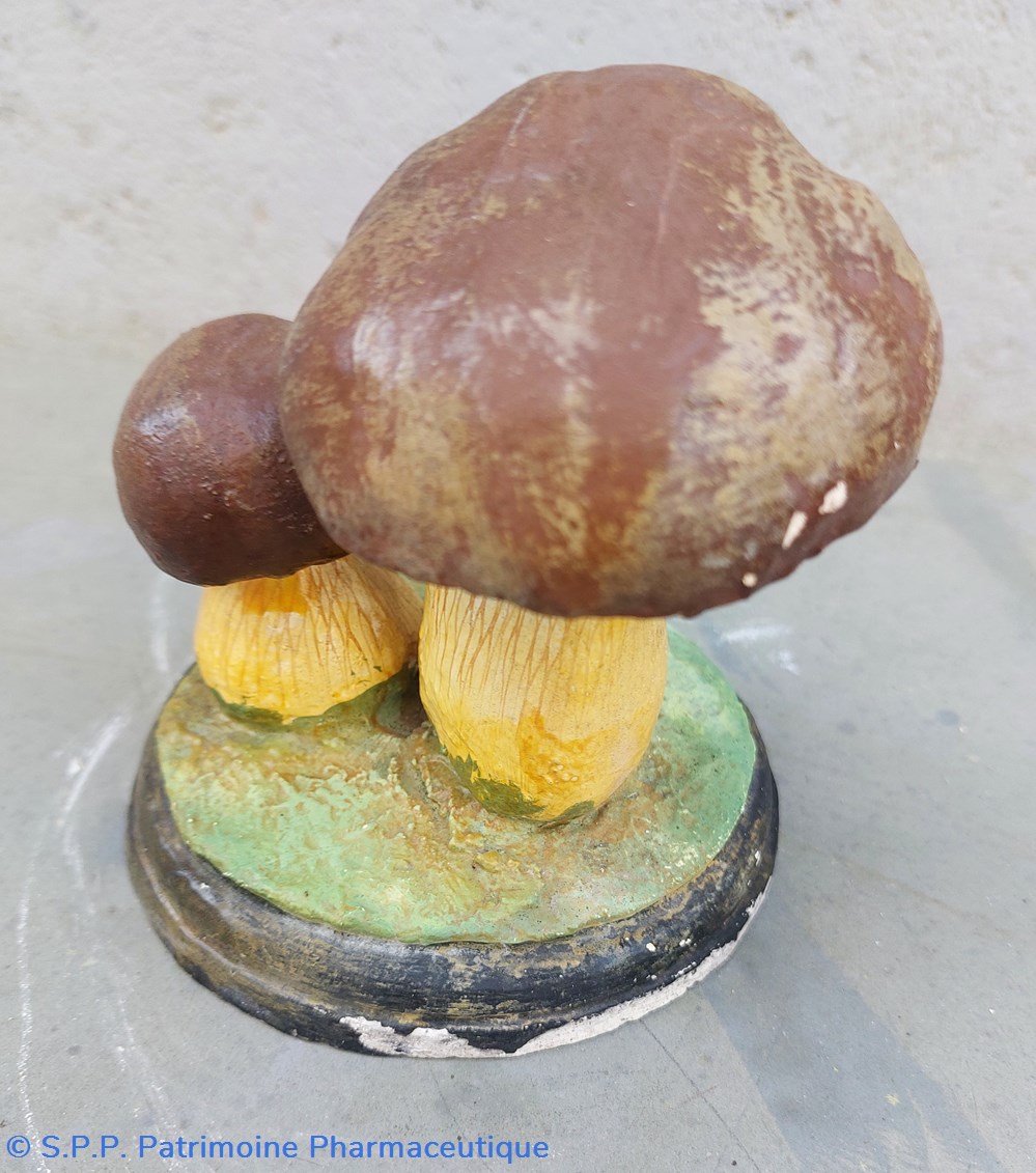 BOLETUS edulis 4 science pharmacie boletus edulis