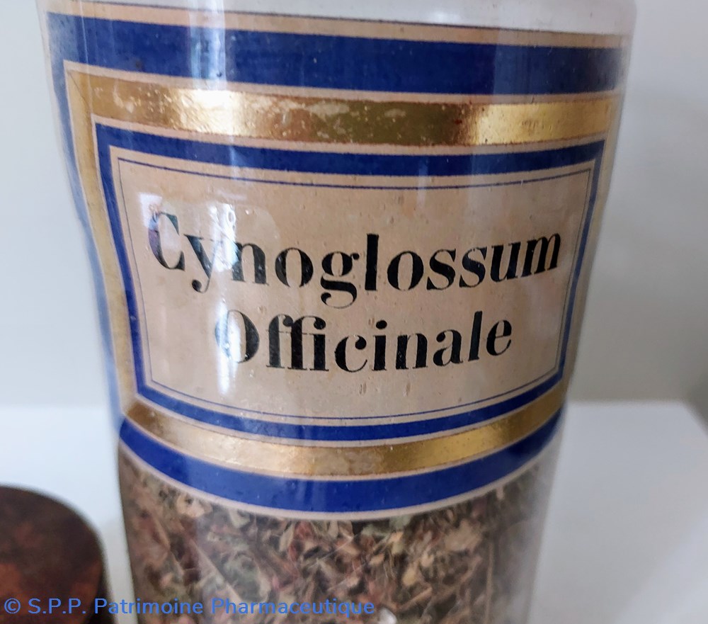 science pharmacie flacon herboristerie cynoglossum officinale