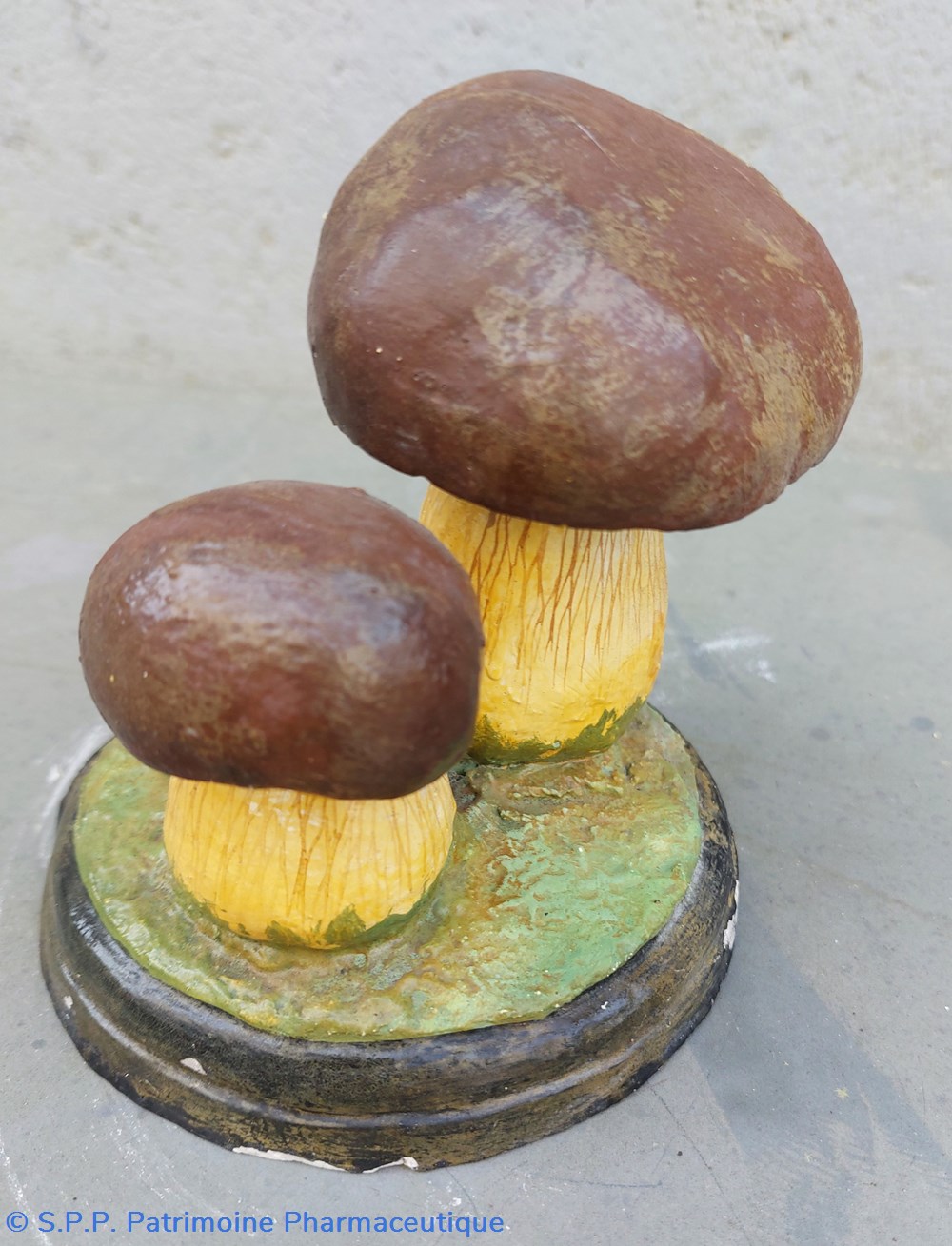 BOLETUS edulis 3 science pharmacie boletus edulis